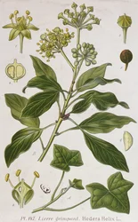 Lezení Ivy