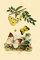 Bezmračná síra, 1833-39