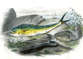 Coryphene Hippurus (pražma koryfénová, ryby velbloudovité) - En bas: echeneis remora et le nason licornet - Talíř extrahovaný z přírodní historie Bernardem Germainem de Lacepede (1856-1925), vydání P.Furme, Paříž