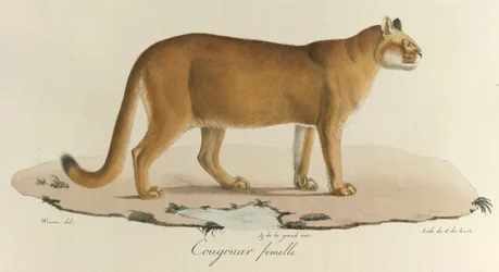 Cougar, puma samice, z 