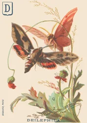 D: Deilephila (Deilephila elpenor nebo Velká sfinga vinné révy)