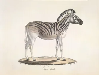 Dauw samice. Pruhovaná quagga nebo Burchellova zebra z Jižní Afriky (Asinus Burchellii), z Natural History of savců (barva litho)