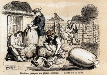 Popis různých použití a produktů z ovcí: bourání ovcí. Deska “” Les moutons”” v “” les Recreations instructives”” Synoptický obraz od Julese DELBRUCKA, rytina z roku 1860. Soukromá sbírka.