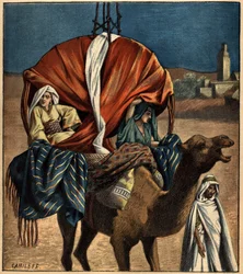 Dromedár využívá jako dopravní prostředek. Tunisko, Afrika