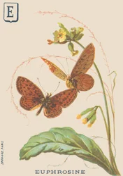 E: Euphrosine (Clossiana euphrosine nebo velký stříbrný náhrdelník)