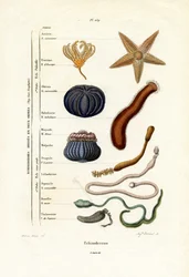 Ostnokožci, 1833-39