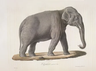 Asijský slon, z přírodní historie savců (barva litho)