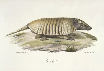 Encoubert, Armadillo, z Natural History of savců (barva litho)