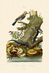Sojka říční, 1833-39