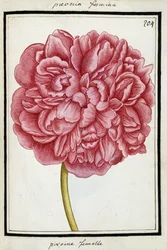 Pivoňka, cca 1700