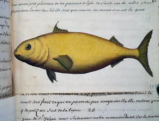 Ryba velká jako treska, Isle De La Sante, akvarel z lodního deníku od Jacquese Gouina de Beauchesne (1652-1730), kapitána Compagnie royale de la Mer du Sud, v letech 1698 až 1701, Francie