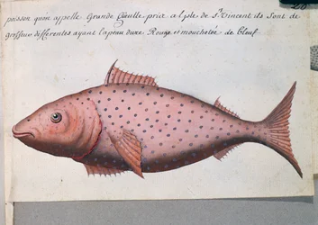 Ryba zvaná Big Mouth, ostrov Sao Vicente, Kapverdy, akvarel z lodního deníku od Jacquese Gouina de Beauchesne (1652-1730), kapitána Compagnie royale de la Mer du Sud, od roku 1698 do roku 1701, Francie