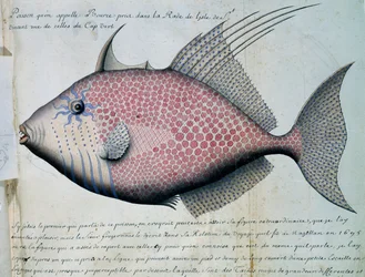 Ryba jménem Bource, ostrov Sao Vicente, Kapverdy, akvarel z lodního deníku od Jacquese Gouina de Beauchesne (1652-1730), kapitána Compagnie royale de la Mer du Sud, od roku 1698 do roku 1701, Francie
