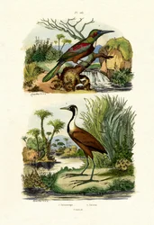 Velký Jacamar, 1833-39