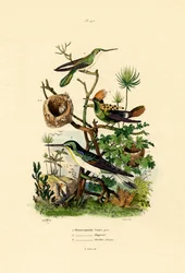 Kolibříci, 1833-39