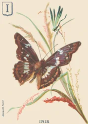 I: Iris (Apatura iris nebo Velký Mars se mění)