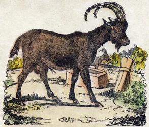 Kozorožec. Gravírování v „“Abeceda zvířat sauvages““. 9. série. Obrázky Epinal, Pellerin, tiskárna-nakladatel, kolem roku 1870. Rytiny na dřevě, šablona. 16 stran. Rozměr: 20 x 15 cm. Soukromá sbírka