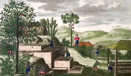 Indigovník, ilustrace z "Histoire Generale des Antilles Habitees par les Francois Vol 2" od Jeana Baptista Du Tertre (1610-1687), vydáno 1667 (kolorovaná rytina) (viz také 177261)