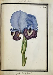 Iris Susana