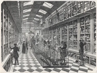 Pařížská lékařská fakulta – galerie srovnávací anatomie – rytina do „“Tableau-de-Paris““ od Edmonda Texiera 1852.