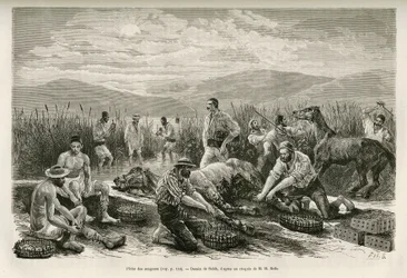 La peche des leeches, kresba Sahiba, k ilustraci příběhu Henri Belle: Voyage en Greece