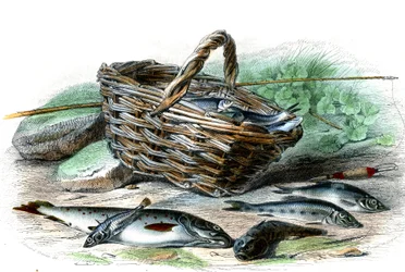 Taimen (Salmo Trutta), Chabotin cote (Collus Chabraea), pinaatti (Gasterosteus aculeatus), sammi (Gobio Gobio), kyvykäs (Alburnus Alburnus) - Bernard Germain de Lacepeden (1856-1925) luonnonhistoriallinen lautanen , P.Furme painos, Pariisi