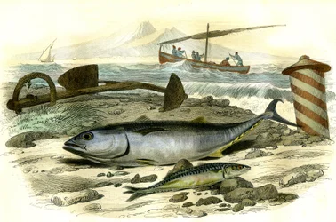 Le thon (Scomber Thynnus), le mackereau (Scomber Scombrus) - Deska extrahovaná z Histoire Naturelle od Bernarda Germaina de Lacepede (1856-1925), vydání P.Furme, Paříž