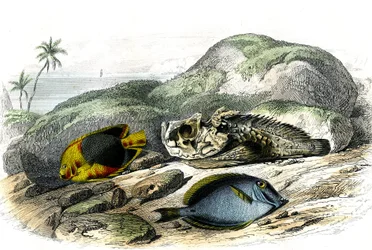 Trikolóra (Holocanthus tricolor), hrozná a přísavka (Acanthurus Surgery) - Deska extrahovaná z Histoire Naturelle od Bernarda Germaina de Lacepede (1856-1925), vydání P.Furme, Paříž