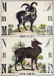 Písmeno M Muflon; N Nyl-ghau (Nyl ghau). Gravírování v „“Abeceda zvířat sauvages““. 9. série. Obrázky Epinal, Pellerin, tiskárna-nakladatel, kolem roku 1870. Rytiny na dřevě, šablona. 16 stran. Rozměr: 20 x 15 cm. Soukromá sbírka