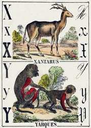 Písmeno X Xantarus; Y Yarques. Gravírování v „Abecedě divokých zvířat“. 9. série. Obrázky Epinal, Pellerin, tiskárna-nakladatel, kolem roku 1870. Rytiny na dřevě, šablona. 16 stran. Rozměr: 20 x 15 cm. Soukromá sbírka