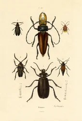 Dlouhorohí brouci