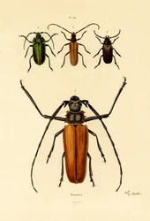 Dlouhorozí brouci, 1833-39