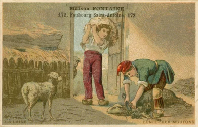 Obchodní karta Maison Fontaine, stříhání ovcí