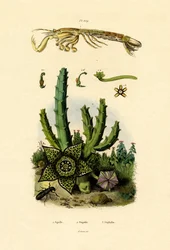 Kreveta mantis, 1833-39