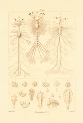 Metamorfóza, 1833-39