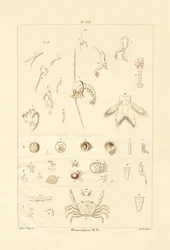 Metamorfóza, 1833-39