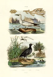 Mechové zvíře, 1833-39