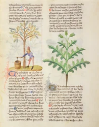 Ms. De Diversis Herbis od Dioskorida, fol.165r Klepání terpentýnu
