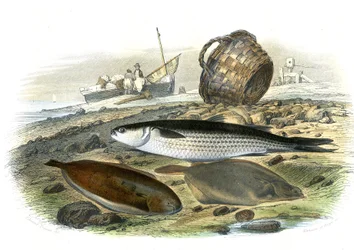 Parmice (Mugilidae), slunečnice (Solea vulgaris), Limand (Microstomus Kitt) - Talíř extrahovaný z přírodní historie Bernardem Germainem de Lacepede (1856-1925), vydání P.Furme, Paříž