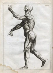 Lidské svaly - - rytina "Anatomie abstraktní, přizpůsobená malířskému a sochařskému umění" - 1760