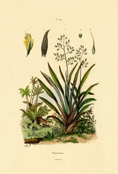Novozélandský len, 1833-39