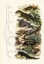 Řády plazů: zranitelná želva indická, Nilssonia gangetica, kajman brýlatý, krokodýl kajman, ještěrka řasnatá, Chlamydosaurus kingii, šupinatá noha, Pygopus lepidopudus, skleněná ještěrka, Pseudopus, apodus, v.