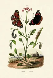 Babočka paví oko, 1833-39