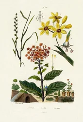 Jílek vytrvalý, 1833-39