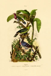 Holubi, 1833-39