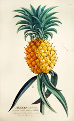 Ananas (barevné rytí)