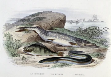 Ryby: Le brochet, la perche, l