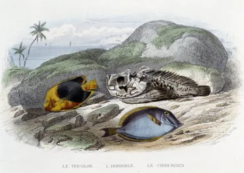 Ryby: Trikolóra, hrůza a chirurg - v „Histoire Naturelle“ od Lacépède, ed. Veurne, Paříž