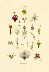 Šlechtění rostlin, 1833-39