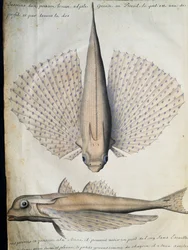 Profil a zadní strana okřídlené ryby, Big Island, Brazílie, akvarel z lodního deníku od Jacquese Gouina de Beauchesne (1652-1730), kapitána Compagnie royale de la Mer du Sud, od roku 1698 do roku 1701, Francie